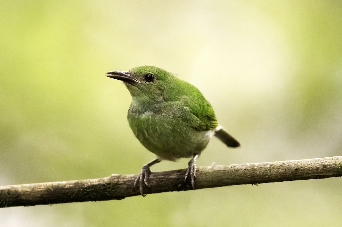 Green Honeycreeper - ML642999534
