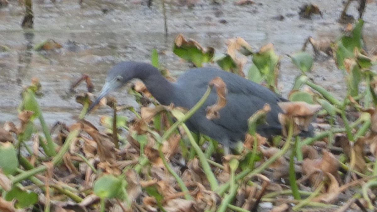 Little Blue Heron - ML642999535