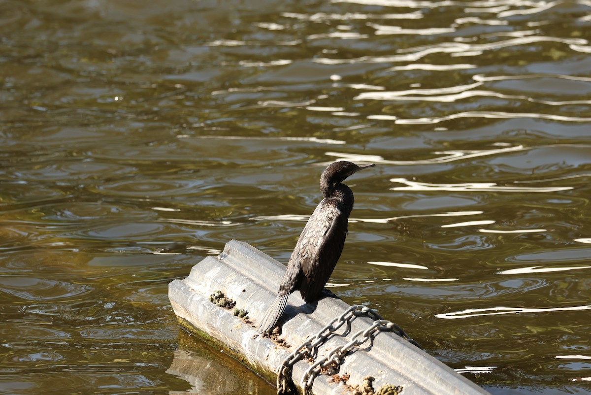 Little Black Cormorant - ML642999537