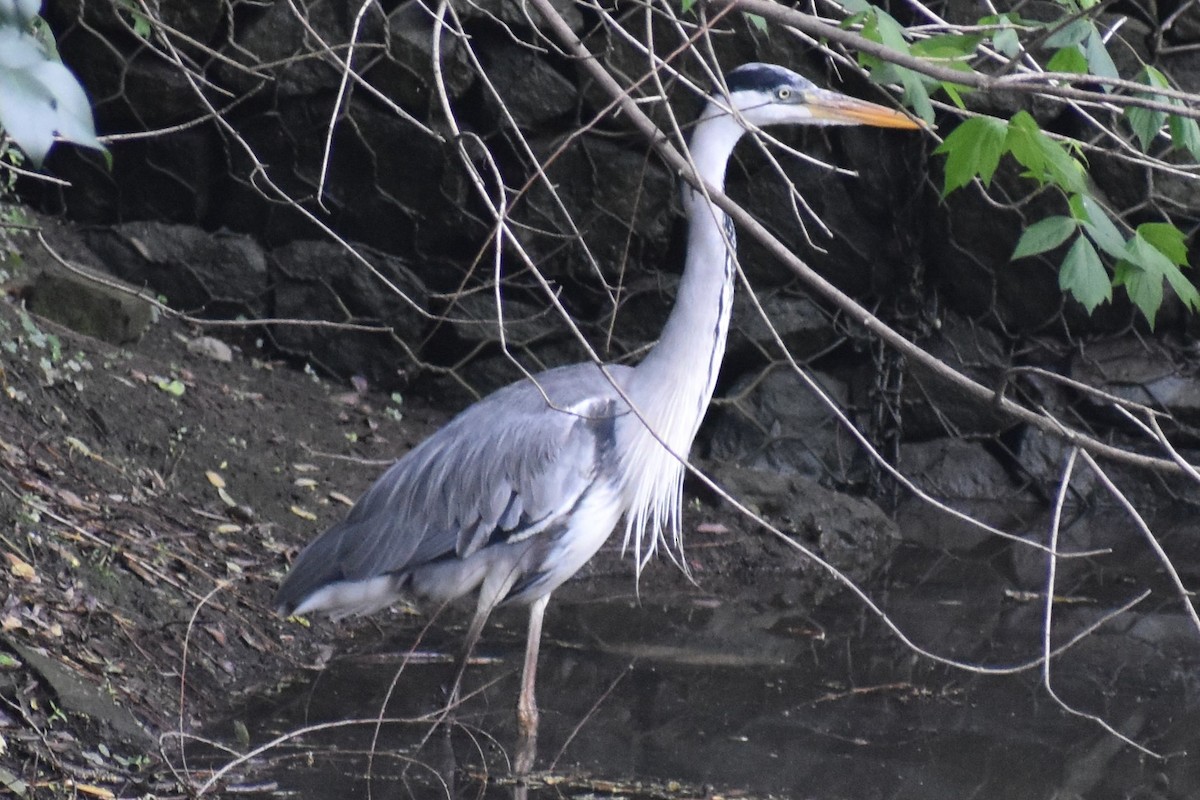 Cocoi Heron - ML642999538