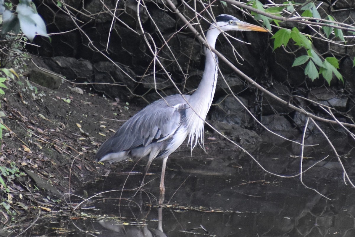 Cocoi Heron - ML642999539