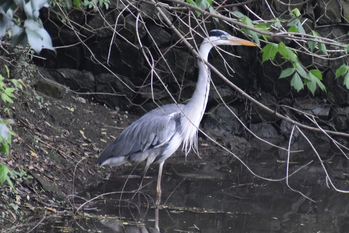 Cocoi Heron - ML642999540
