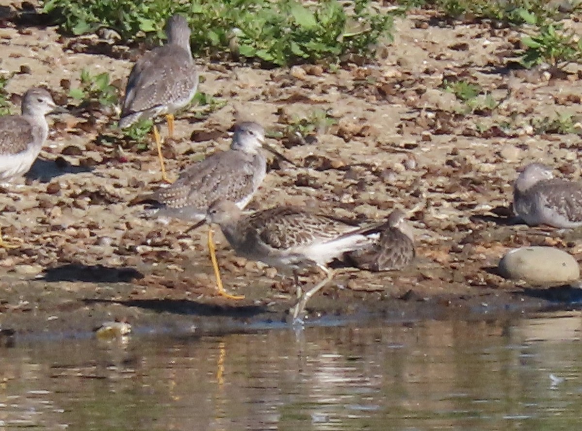Ruff - ML642999541
