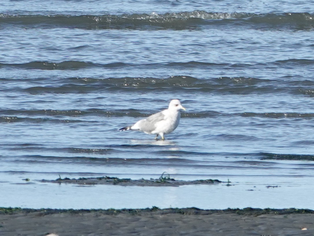 Short-billed Gull - ML642999542