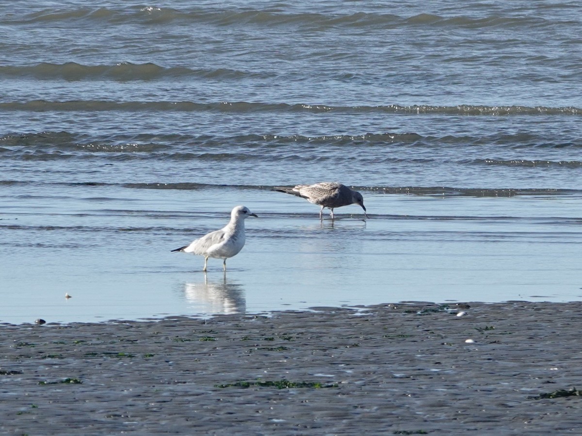 Short-billed Gull - ML642999543