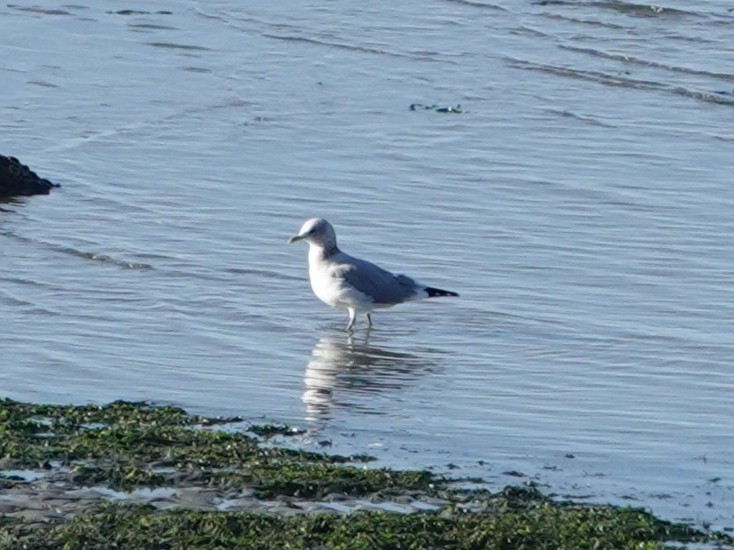 Short-billed Gull - ML642999544