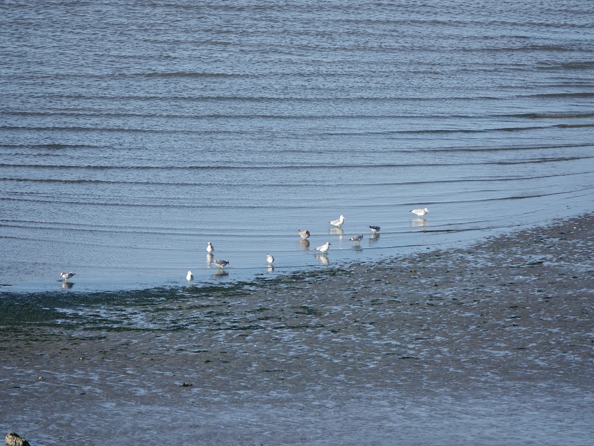 Short-billed Gull - ML642999546
