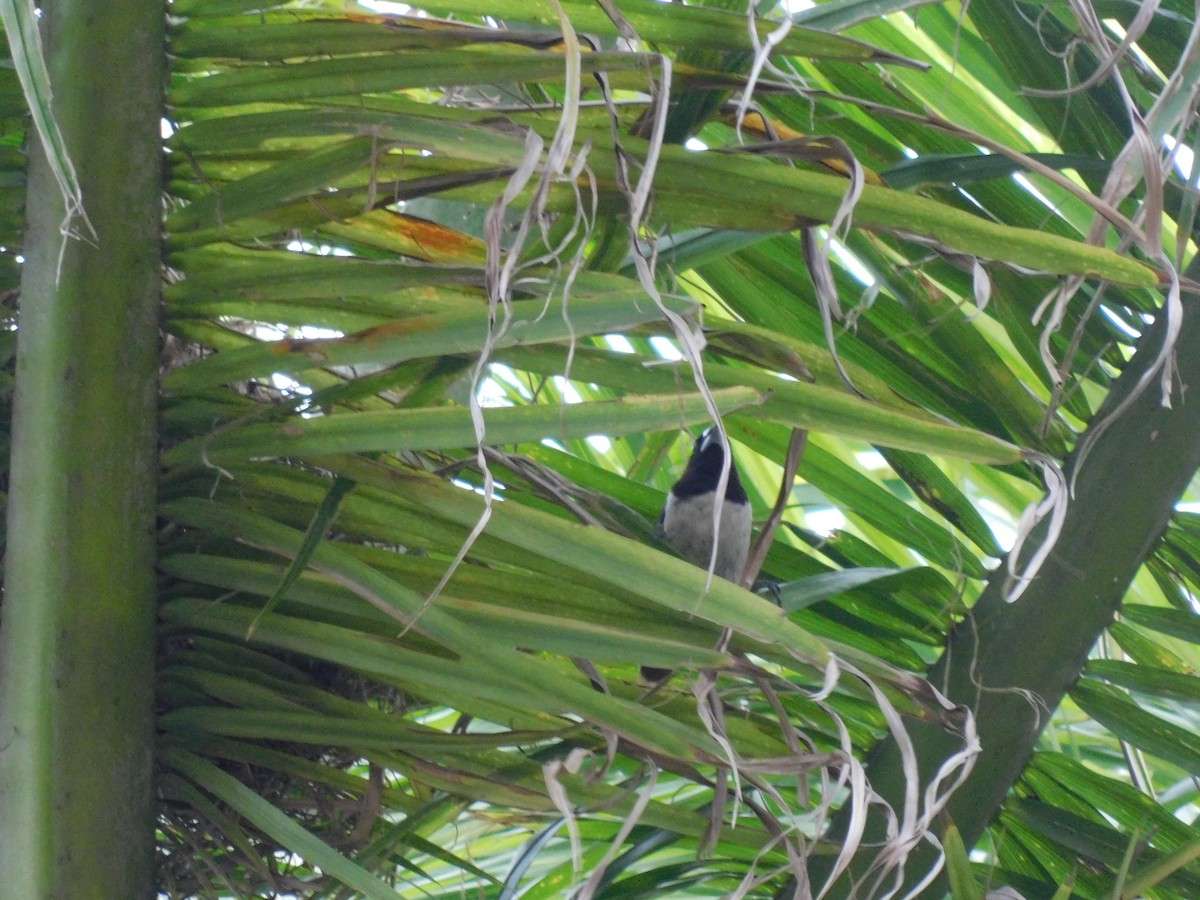 Javan Munia - ML642999548