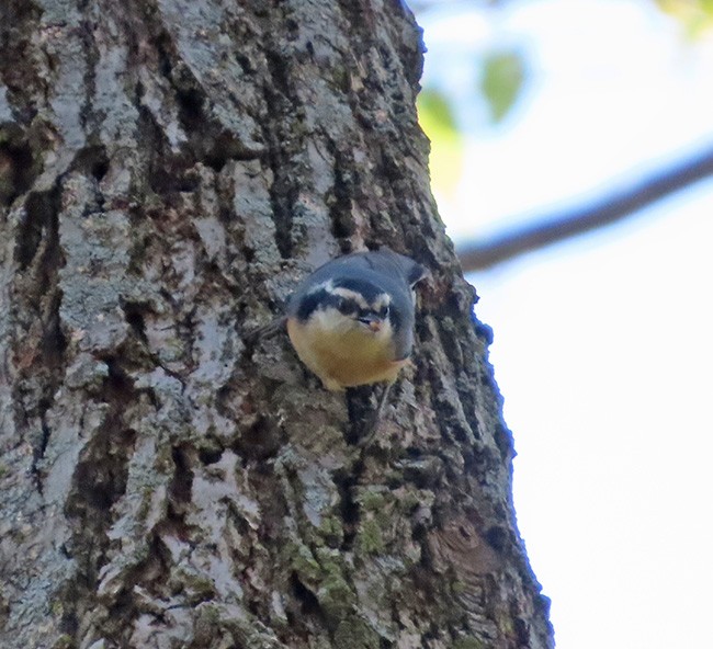 Red-breasted Nuthatch - ML642999551