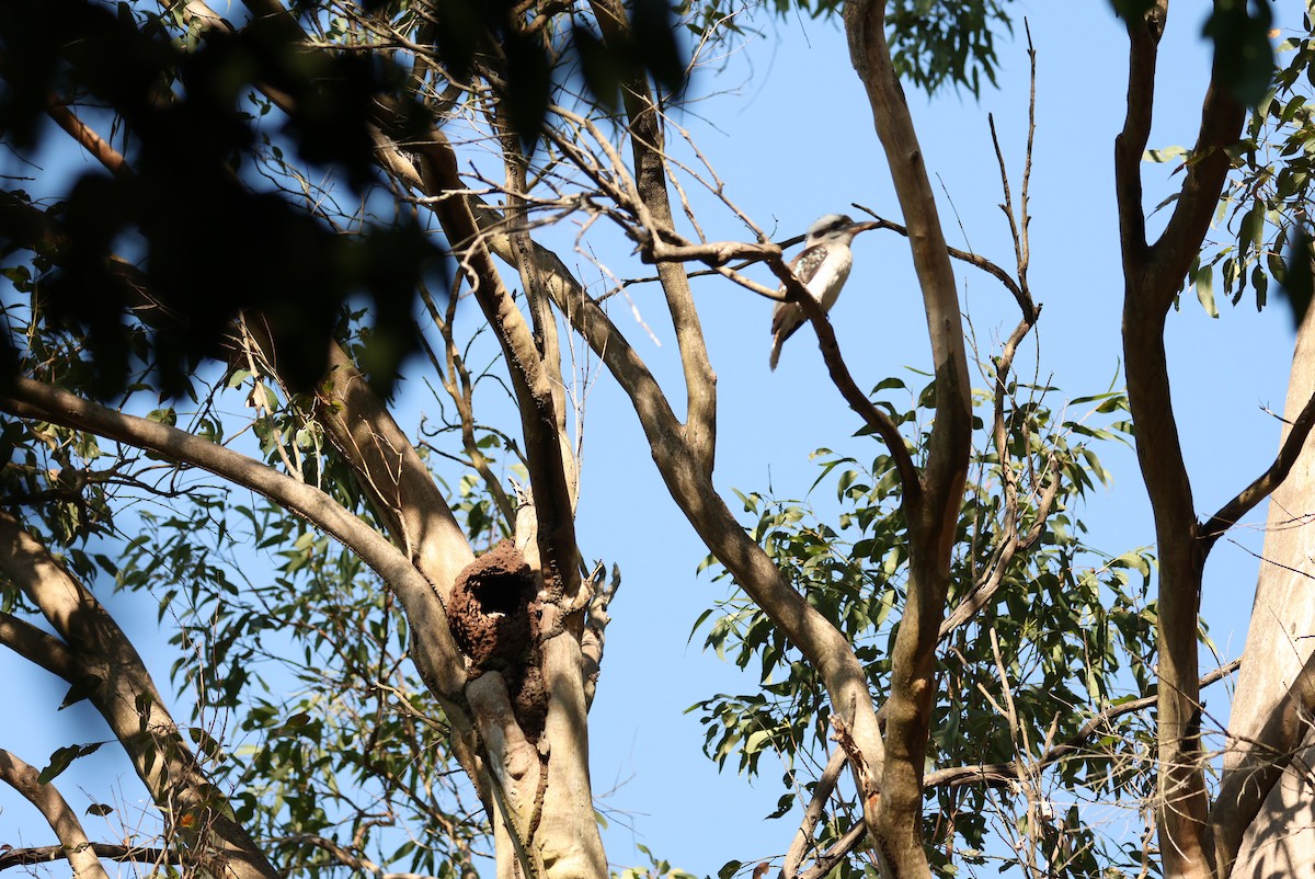 Laughing Kookaburra - ML642999554