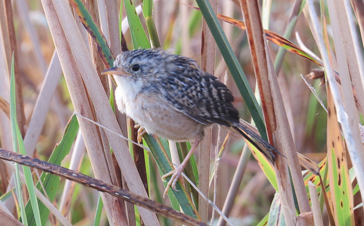 Sedge Wren - ML642999556