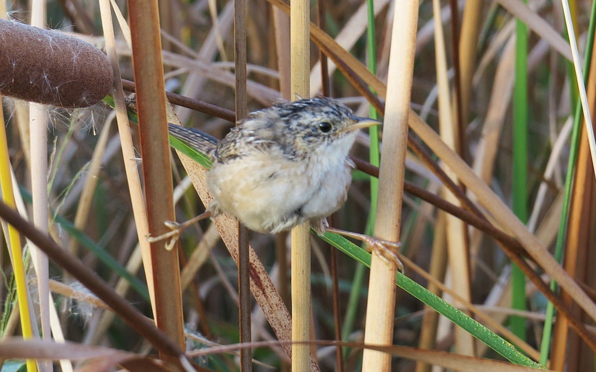Sedge Wren - ML642999557