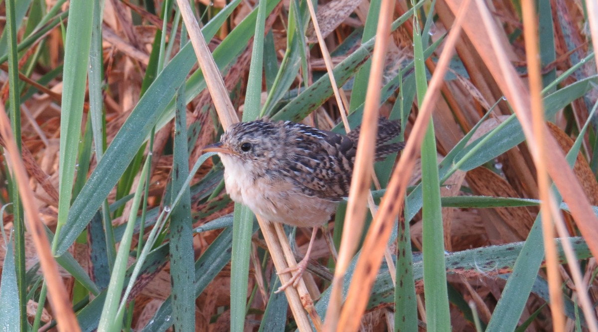 Sedge Wren - ML642999558