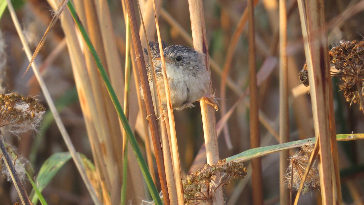 Sedge Wren - ML642999560