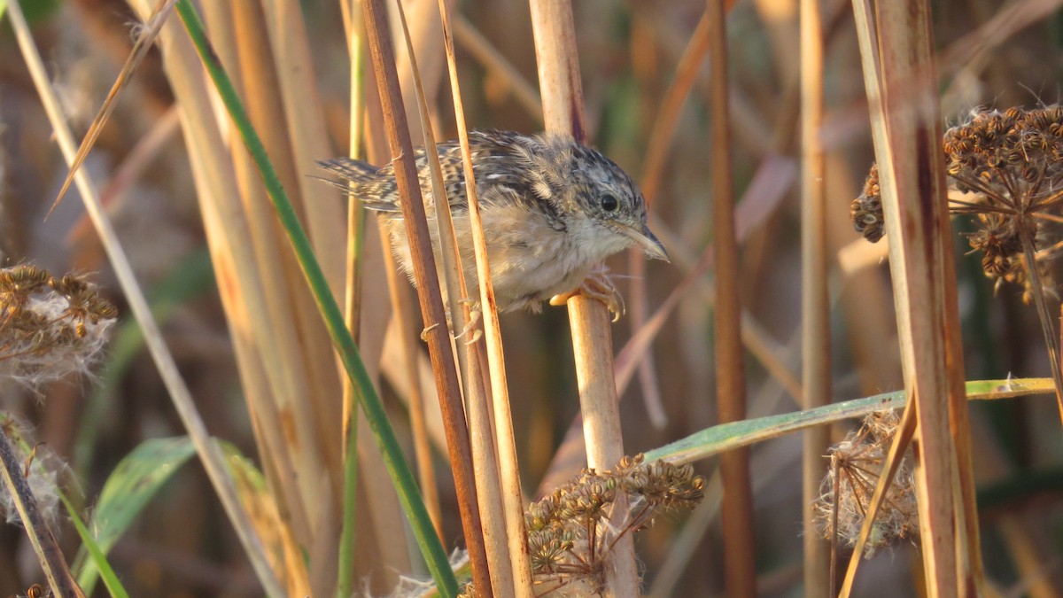Sedge Wren - ML642999561