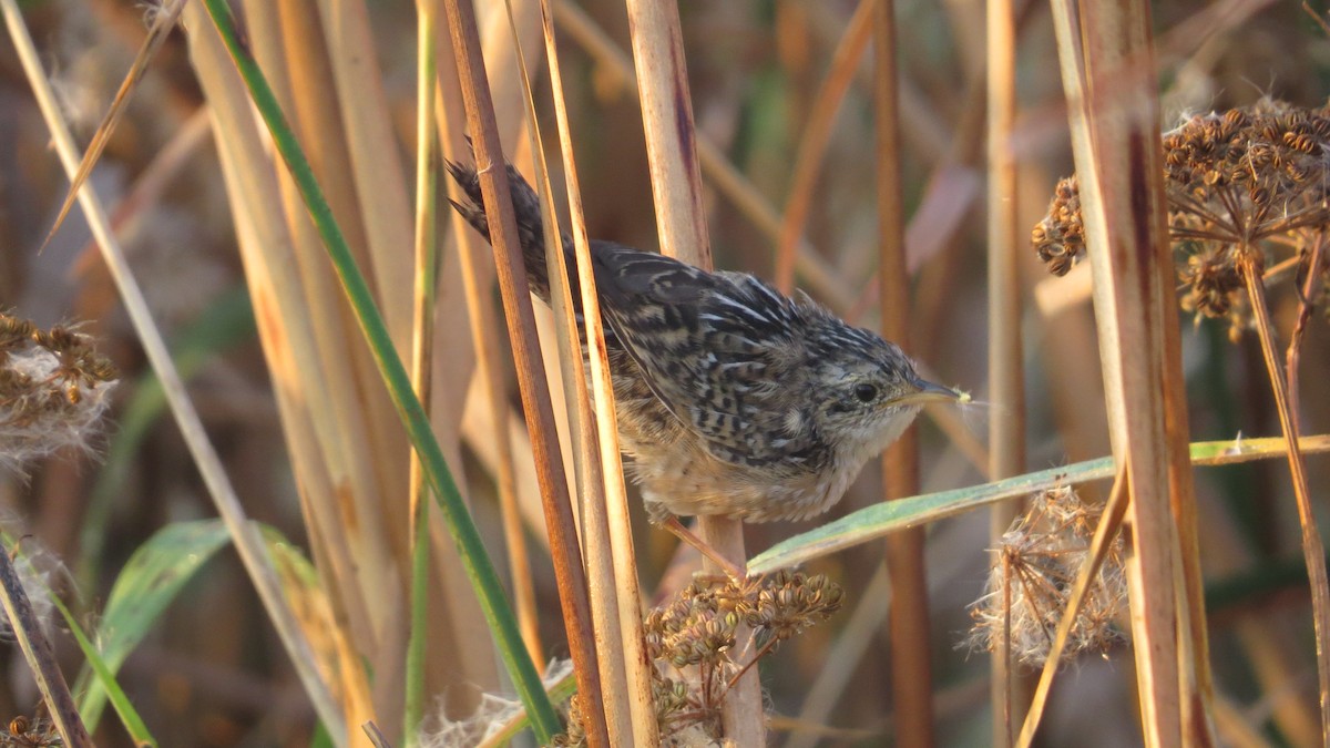 Sedge Wren - ML642999562