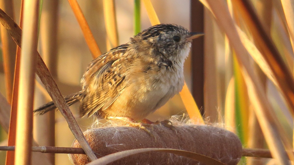 Sedge Wren - ML642999563