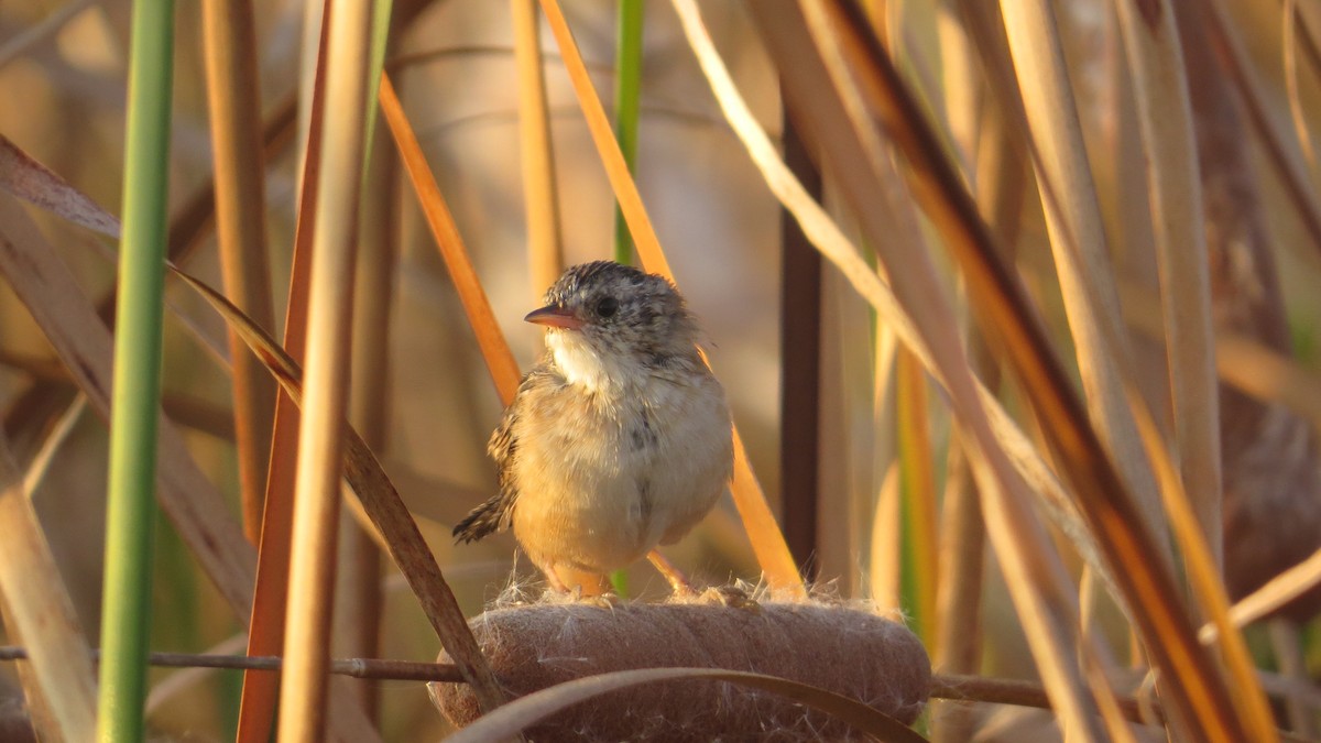 Sedge Wren - ML642999564