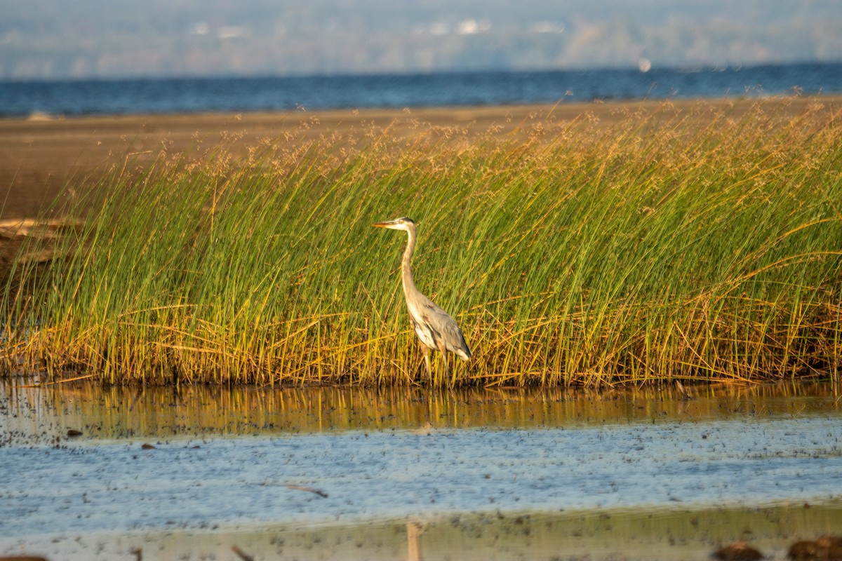 Great Blue Heron - ML642999574