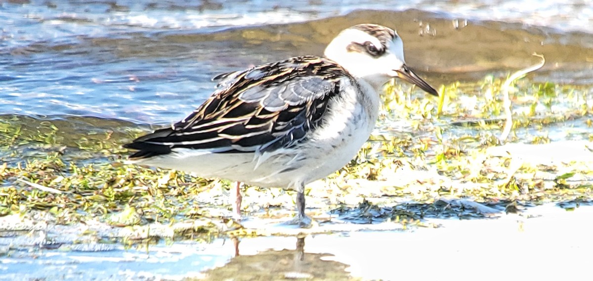 Red Phalarope - ML642999578