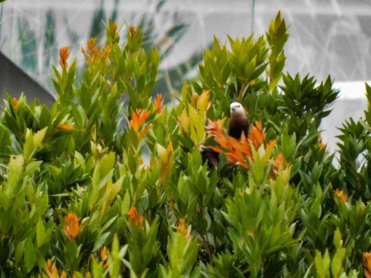 White-headed Munia - ML642999587