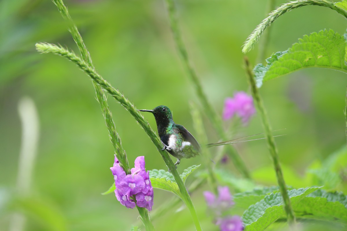 Black-bellied Thorntail - ML642999588