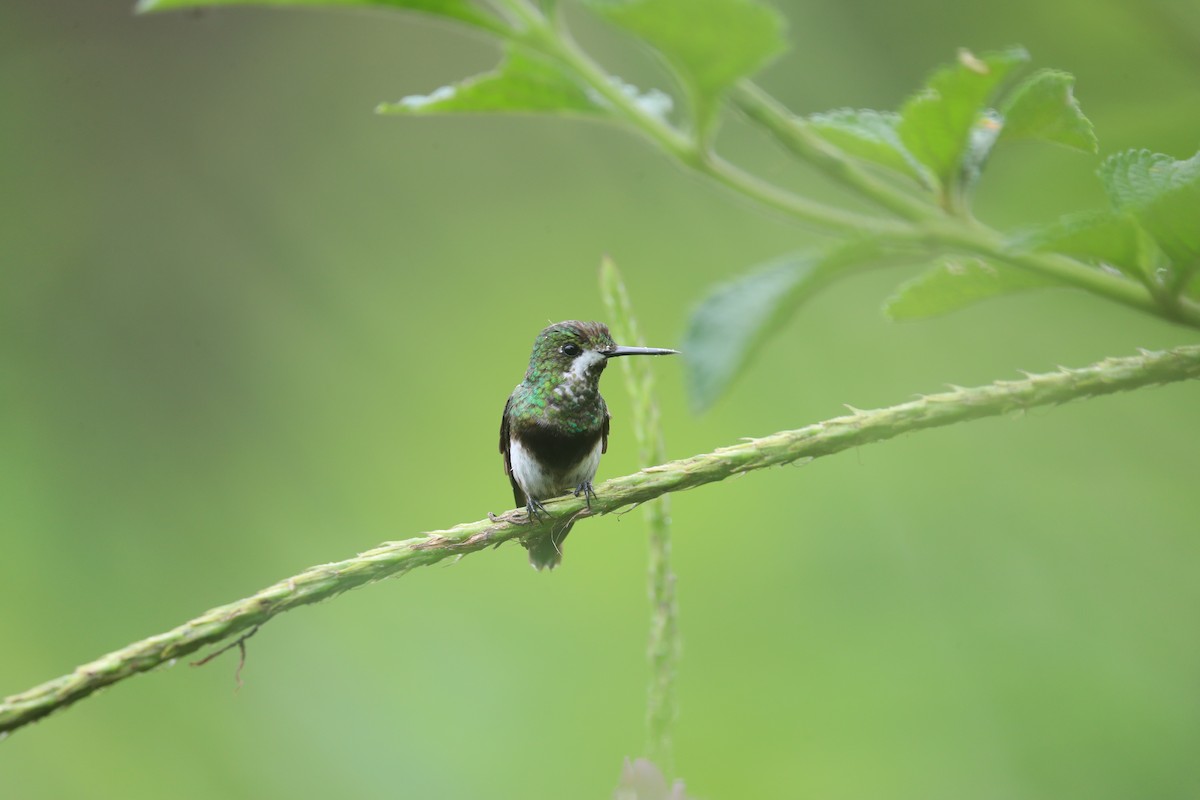 Black-bellied Thorntail - ML642999601