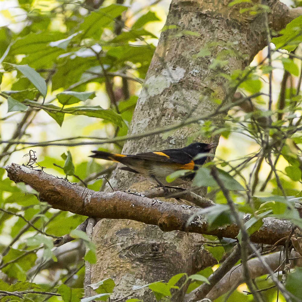 American Redstart - ML642999605
