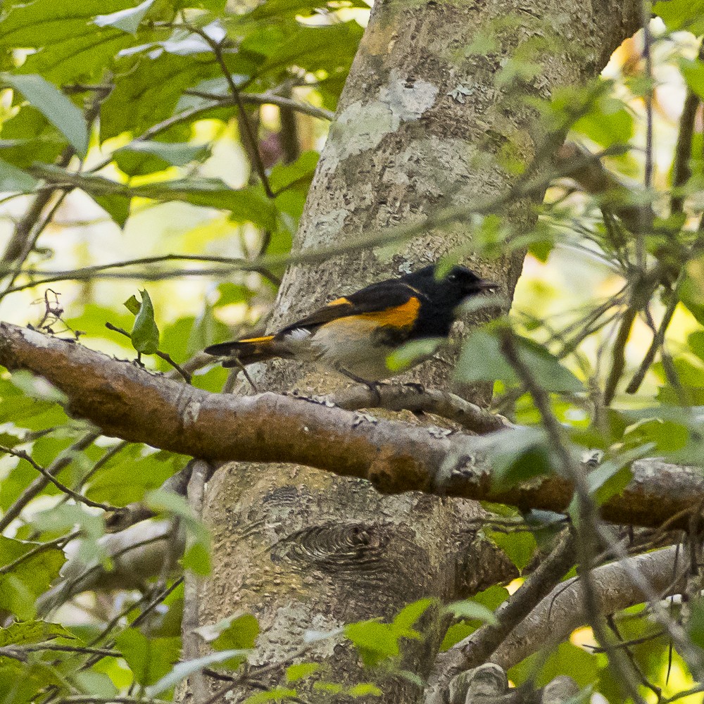 American Redstart - ML642999606