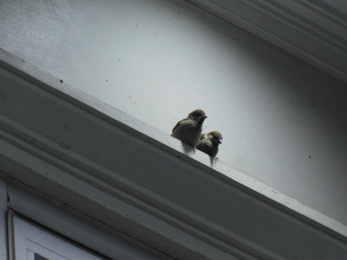 Eurasian Tree Sparrow - ML642999607