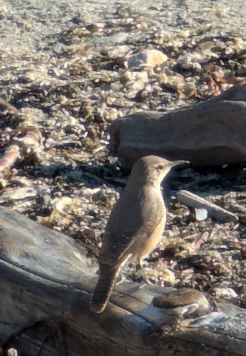 Rock Wren - ML642999608