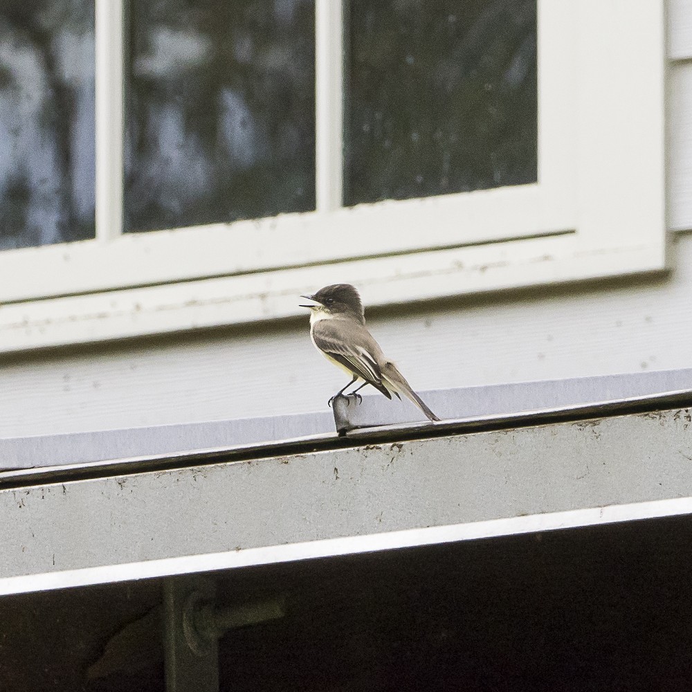 Eastern Phoebe - ML642999611