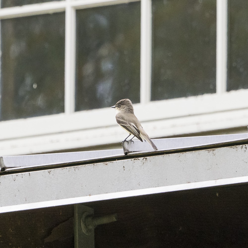 Eastern Phoebe - ML642999612