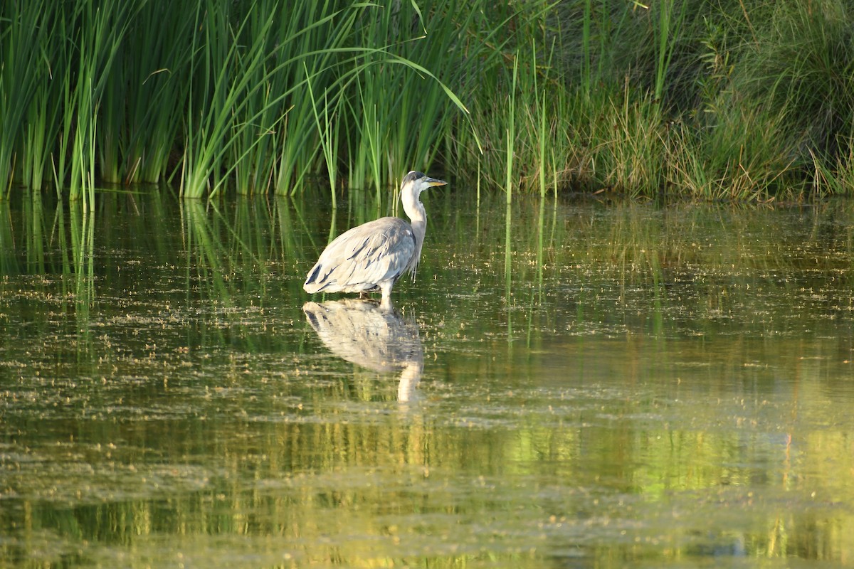 Great Blue Heron - ML642999619