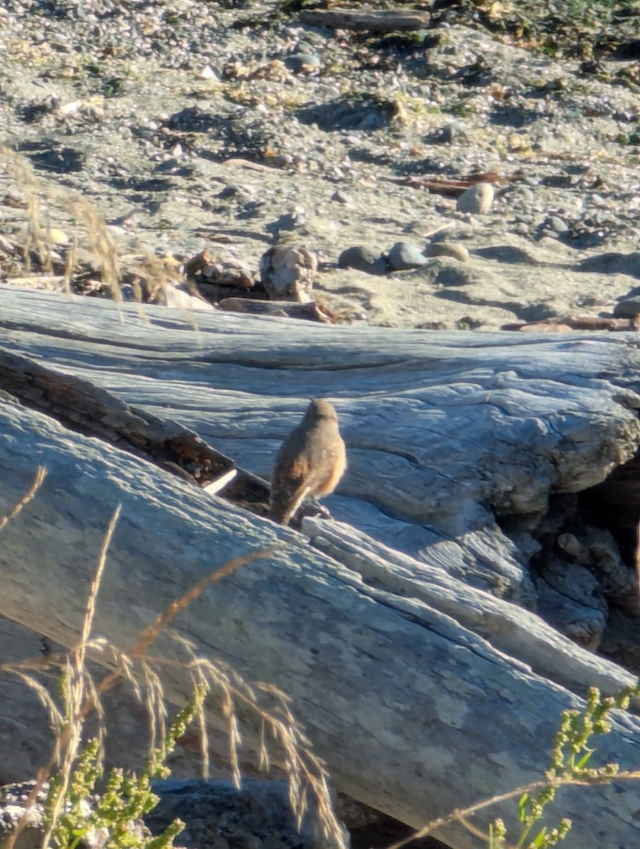 Rock Wren - ML642999620