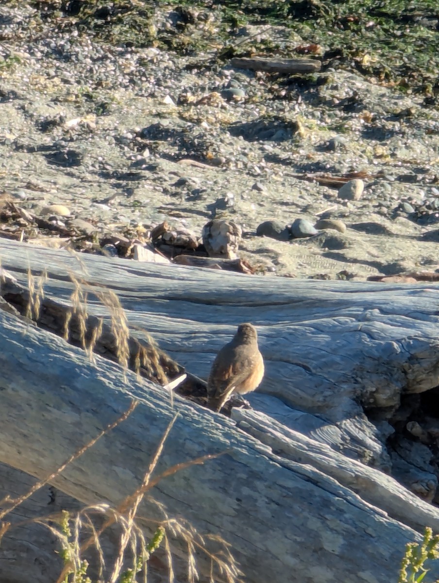 Rock Wren - ML642999621