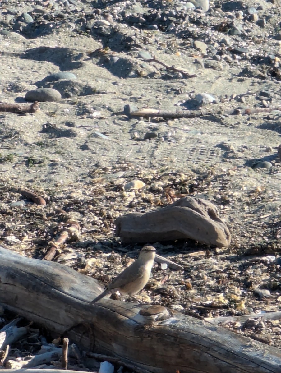 Rock Wren - ML642999622