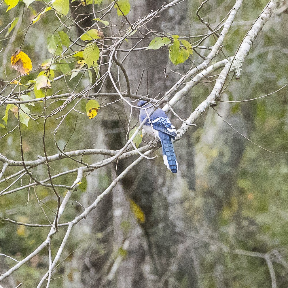Blue Jay - ML642999627