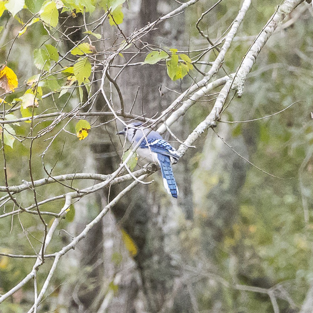 Blue Jay - ML642999628