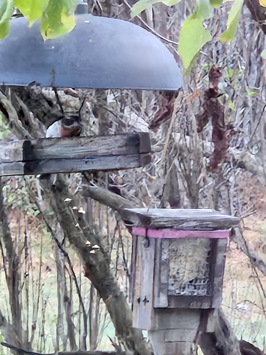 Rose-breasted Grosbeak - ML642999634
