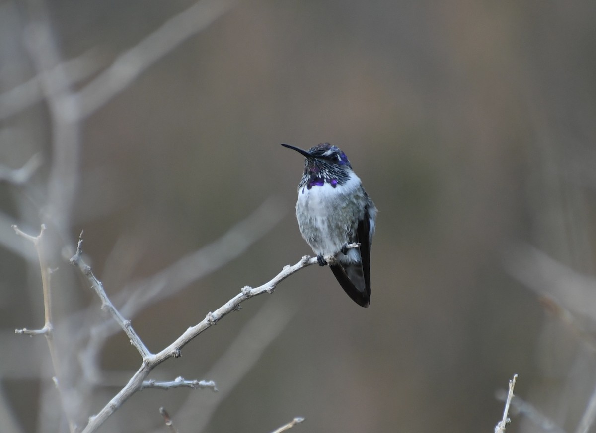 ørkenkolibri - ML642999636