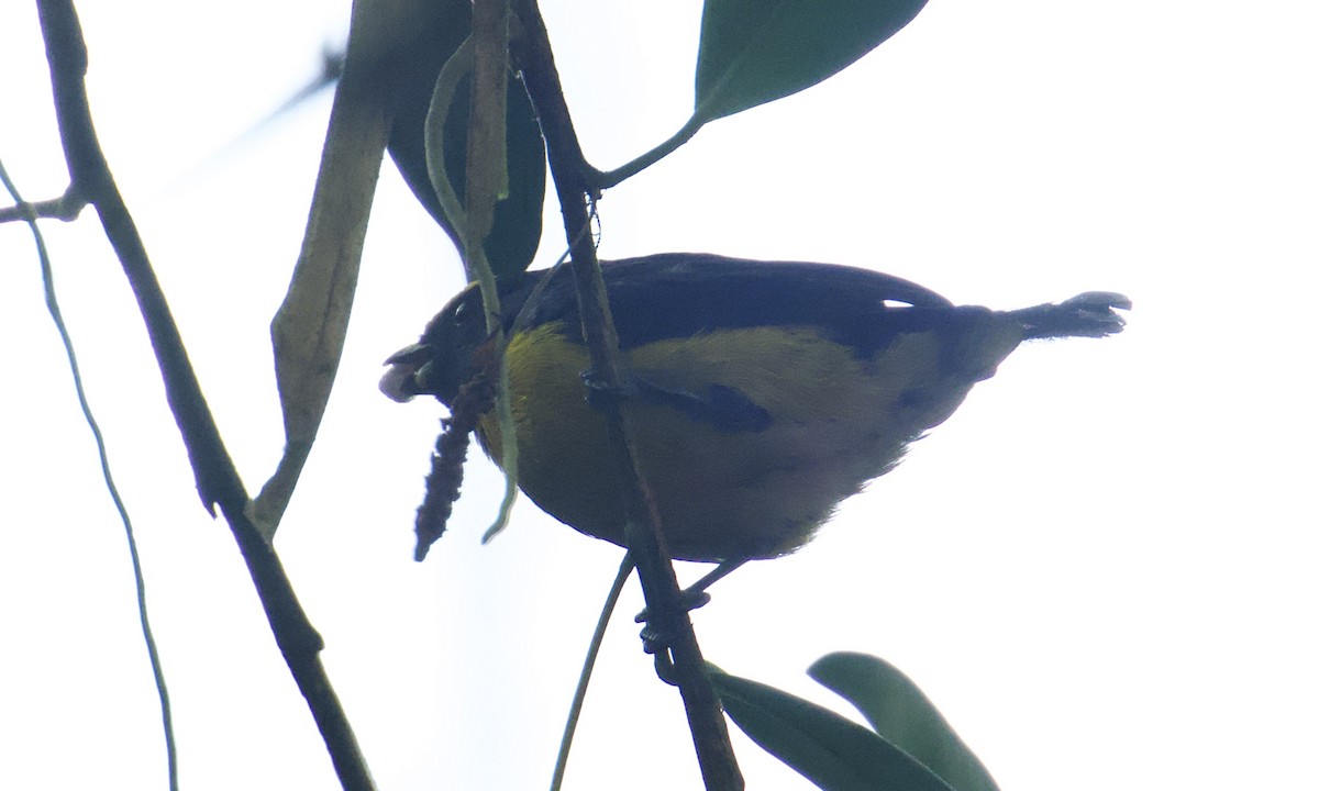Slate-throated Redstart - ML642999660