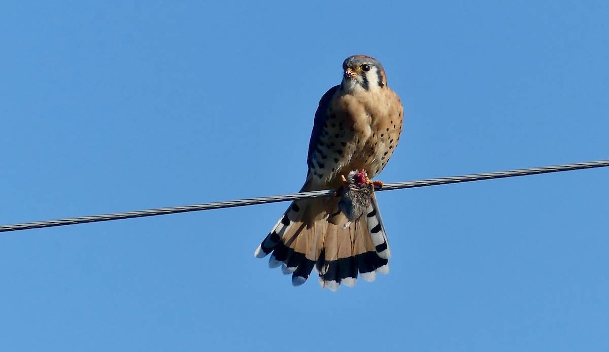 American Kestrel - ML642999674