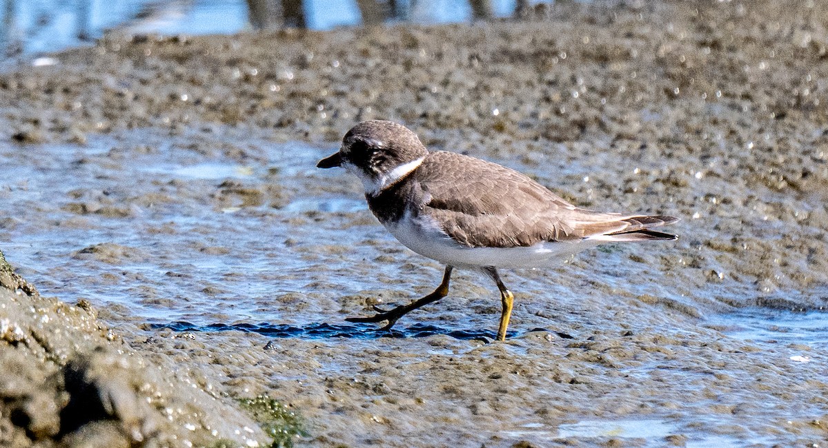 Common Ringed Plover - ML642999675
