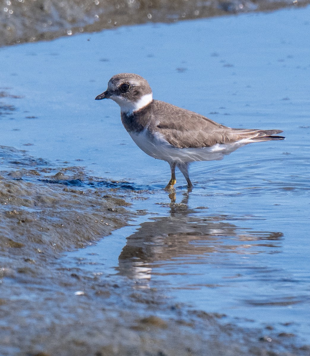 Common Ringed Plover - ML642999676