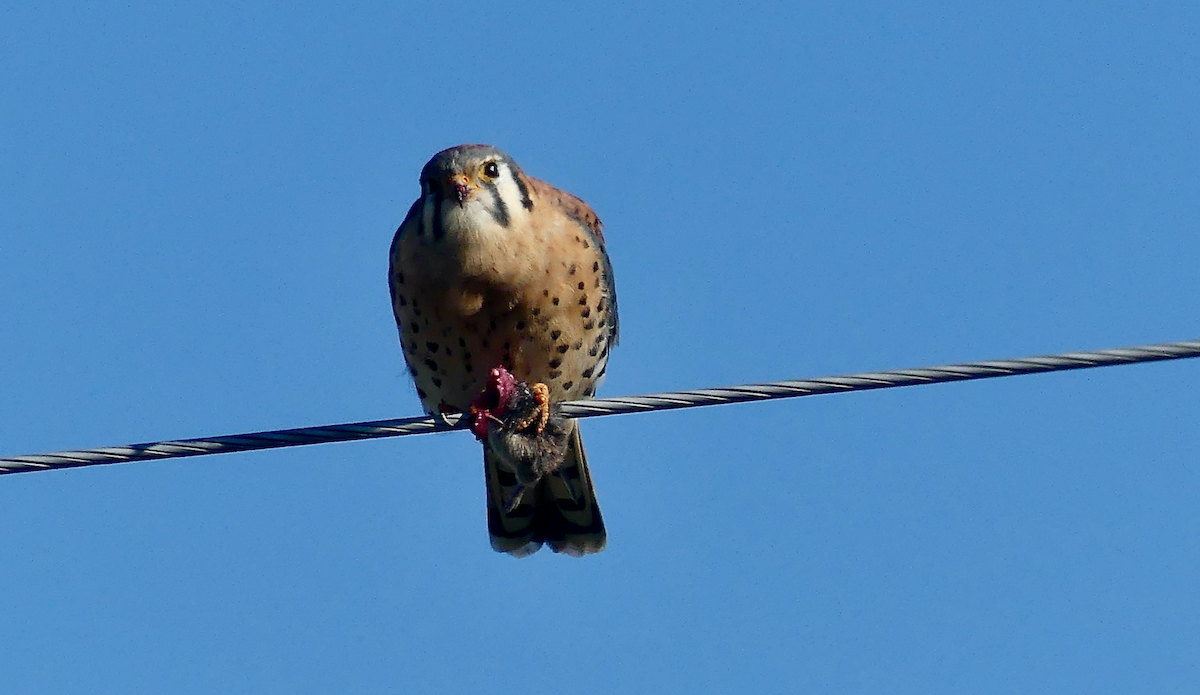 American Kestrel - ML642999678