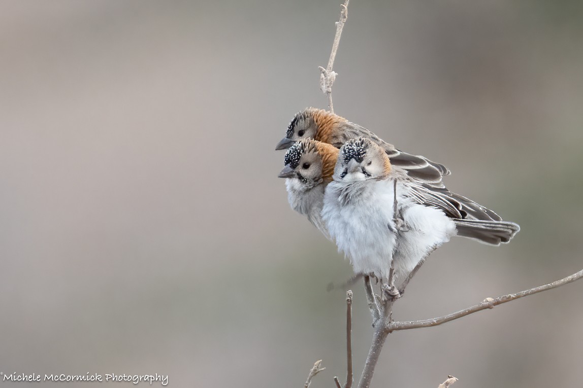 Speckle-fronted Weaver - ML642999680