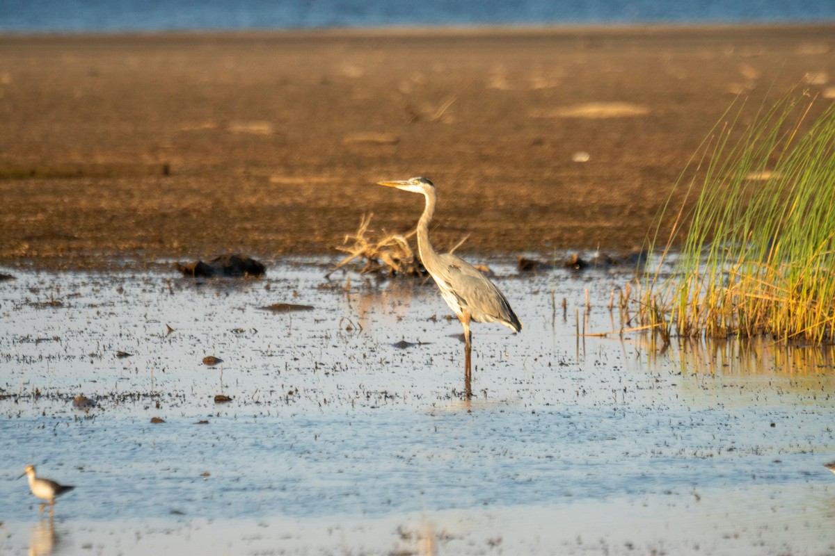 Great Blue Heron - ML642999682