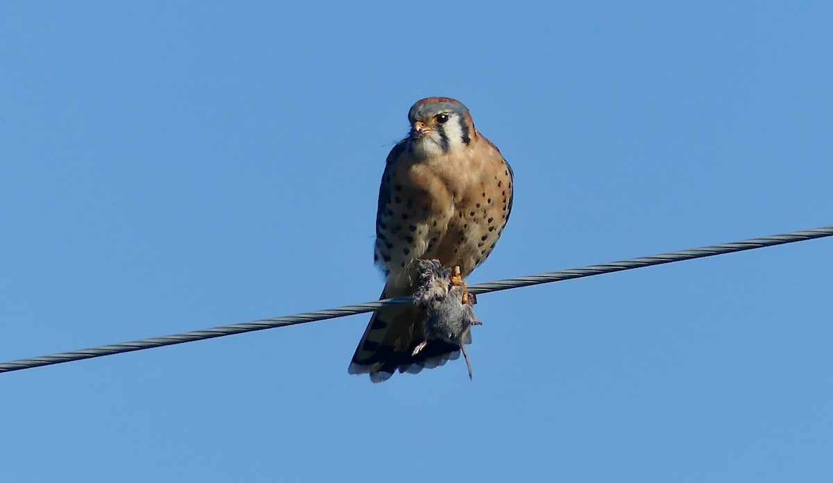 American Kestrel - ML642999683
