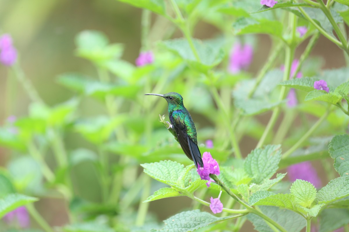 Fork-tailed Woodnymph - ML642999684